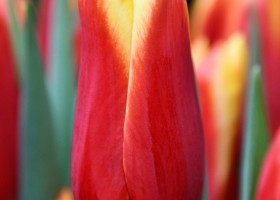 Tulipa Yalena ® (4)